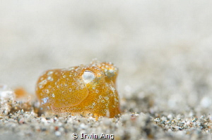 G O O D - N I G H T
Orange-Bobtail squid (Euprymna scolo... by Irwin Ang 